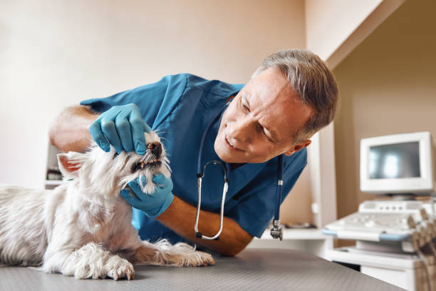 Best Pediatric Emergency Dentist in Nocatee, FL